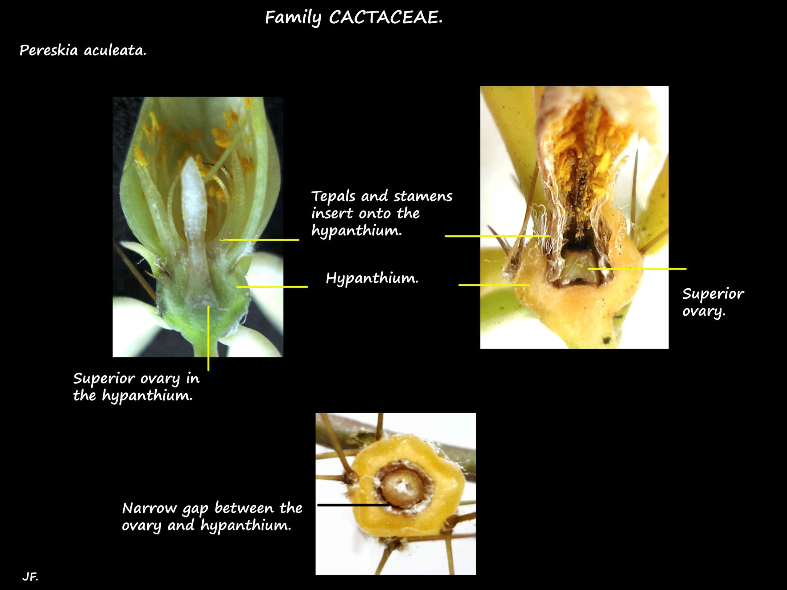 5 Pereskia aculeata hypanthium